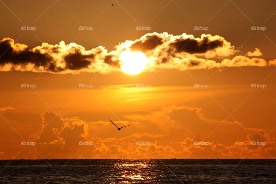 Bird flying in sunset