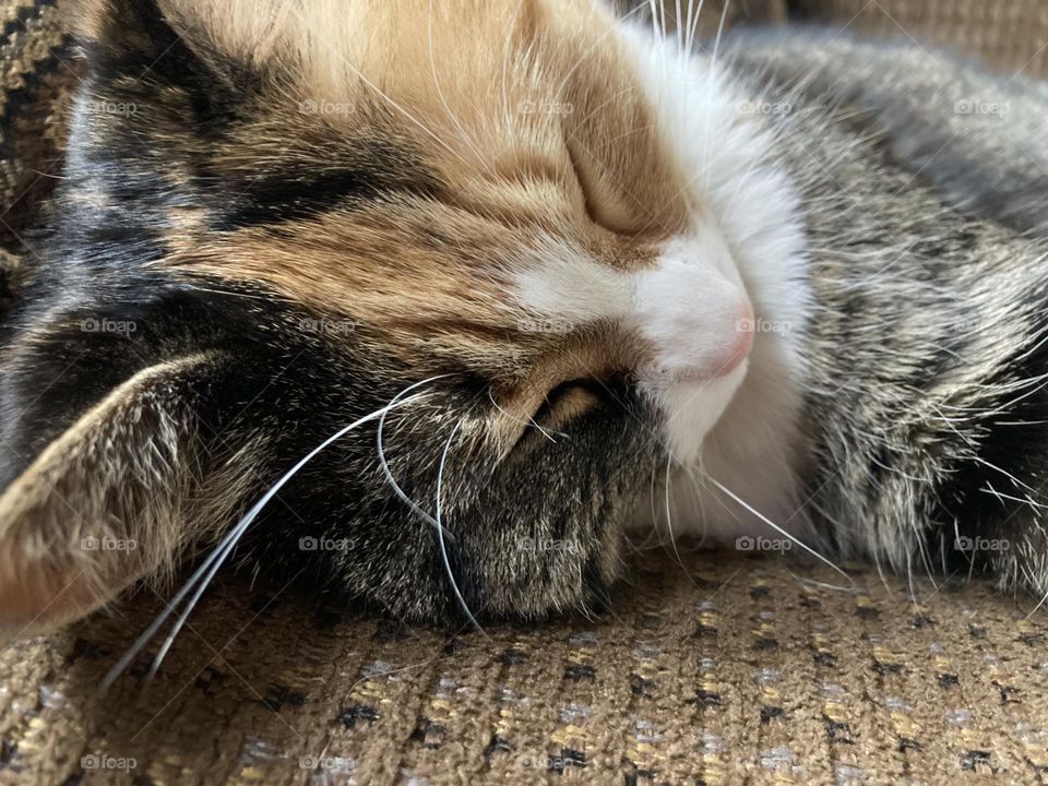Calico kitty sleeping afternoon nap