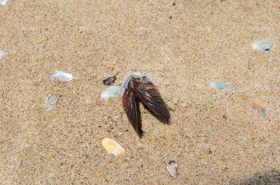 beach sand seashell venice by carlanders
