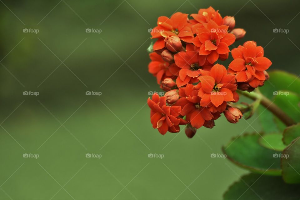 Red flower/ Flor vermelha.