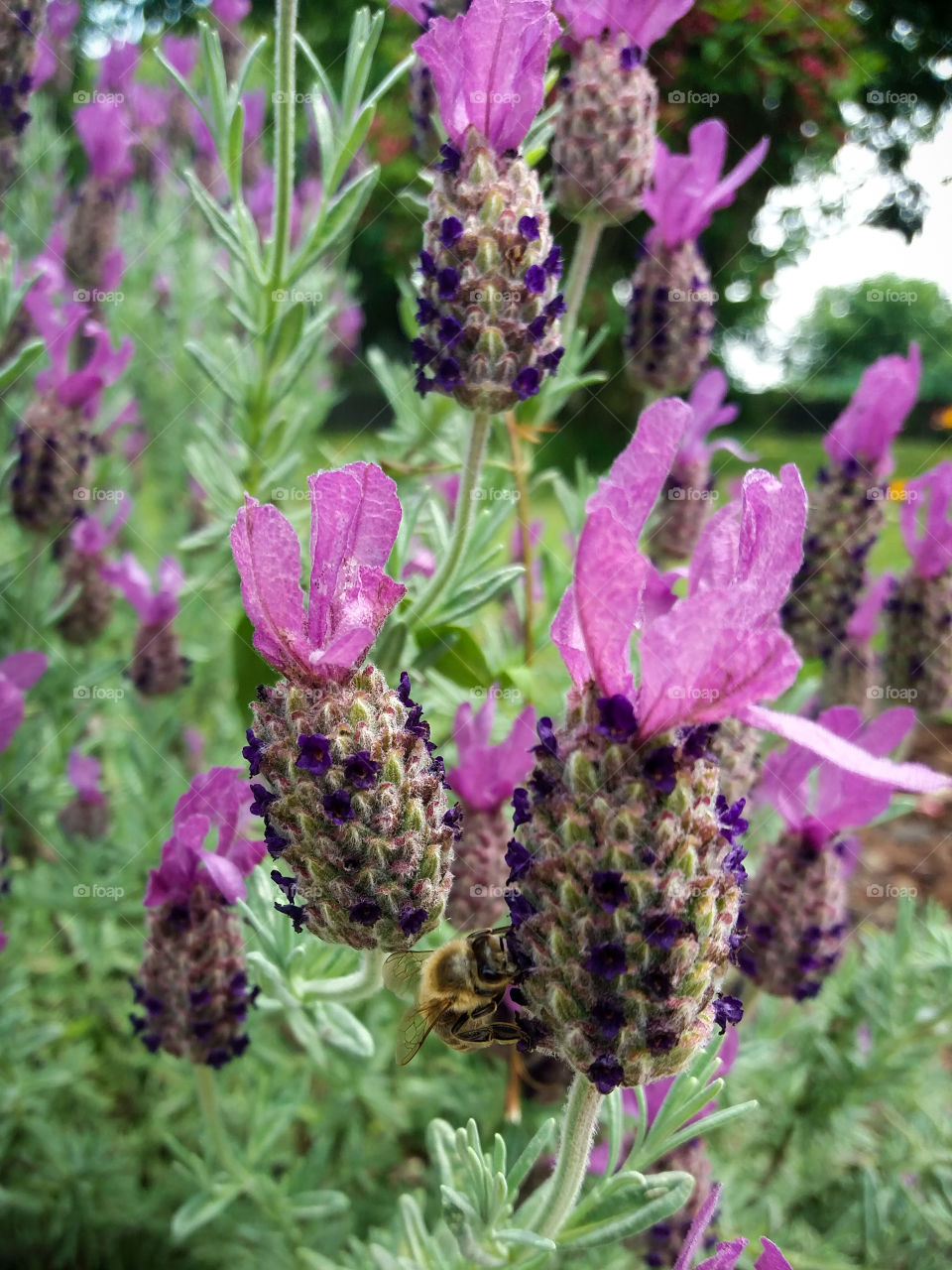 bee on lavender blossom