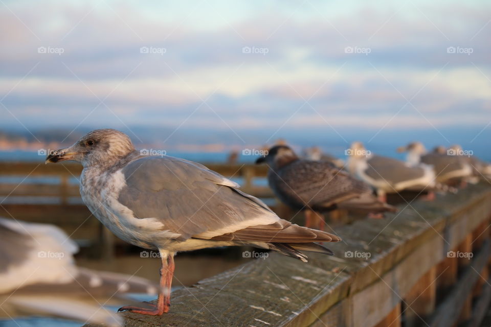 Seagulls on a dock on a cold winter day