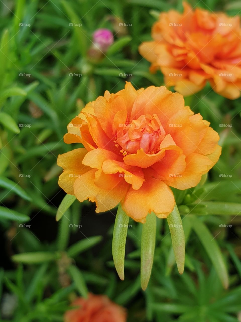 the portulaca grandiflora