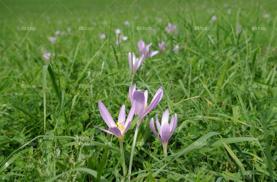 Wildflowers