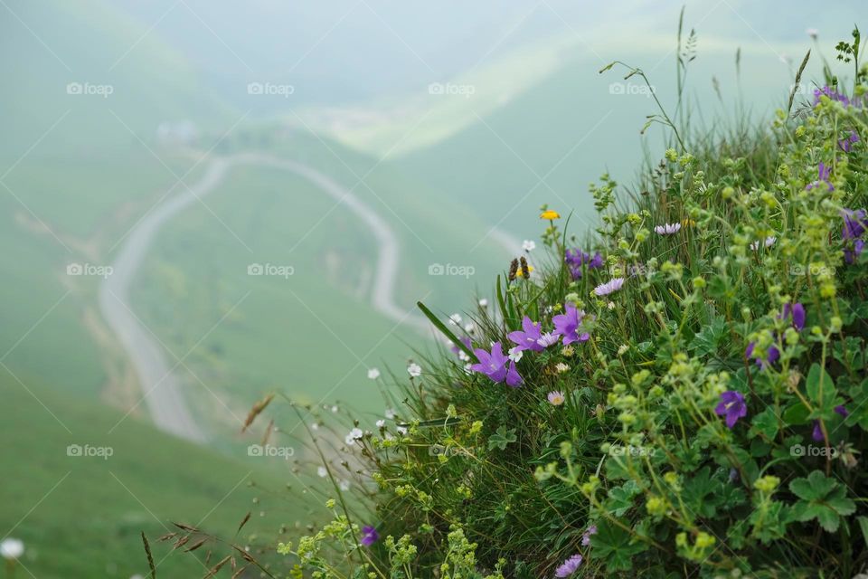 Alpine flowers close up and blurred mountains on the background