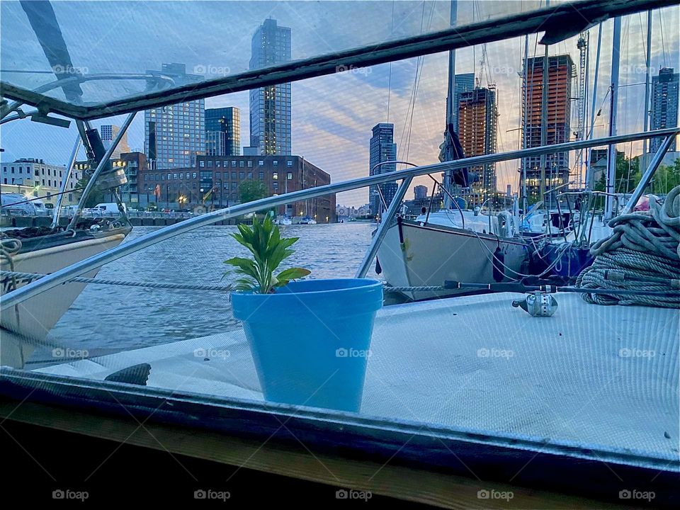 An unexpected gift from God grows in the flower pot on top of the front deck of „Salvation“, our 28 foot cabin cruiser. 2023. Hypnotic Productions