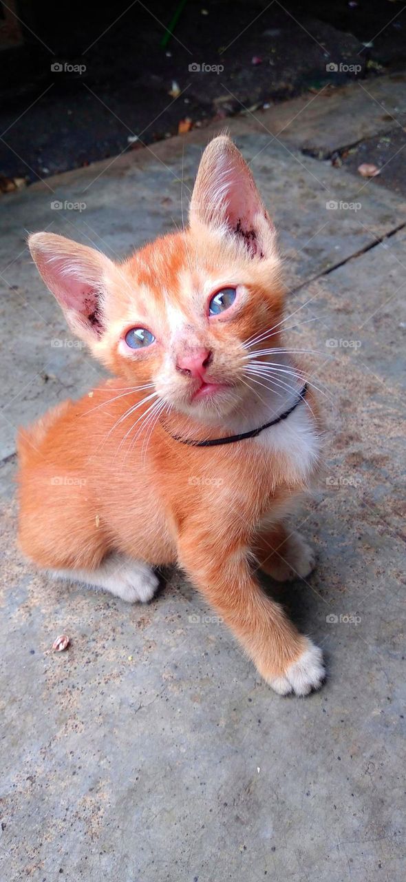 Kitten with droopy eyes looks cute