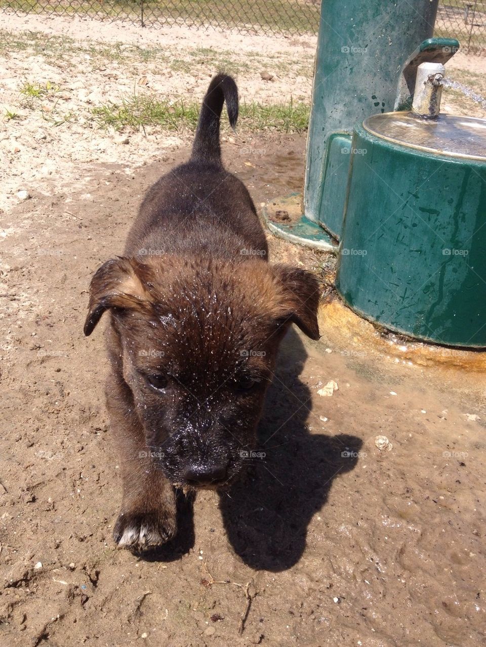 Puppy first time in water 
