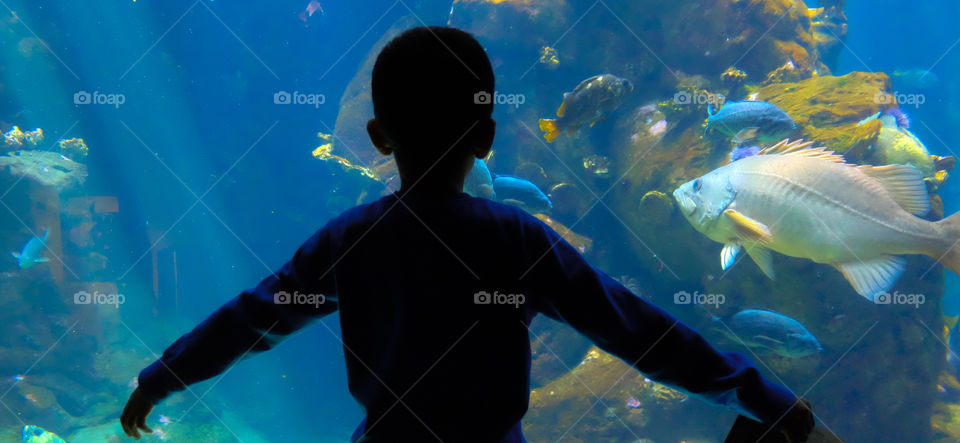 Boy watching fish swim by