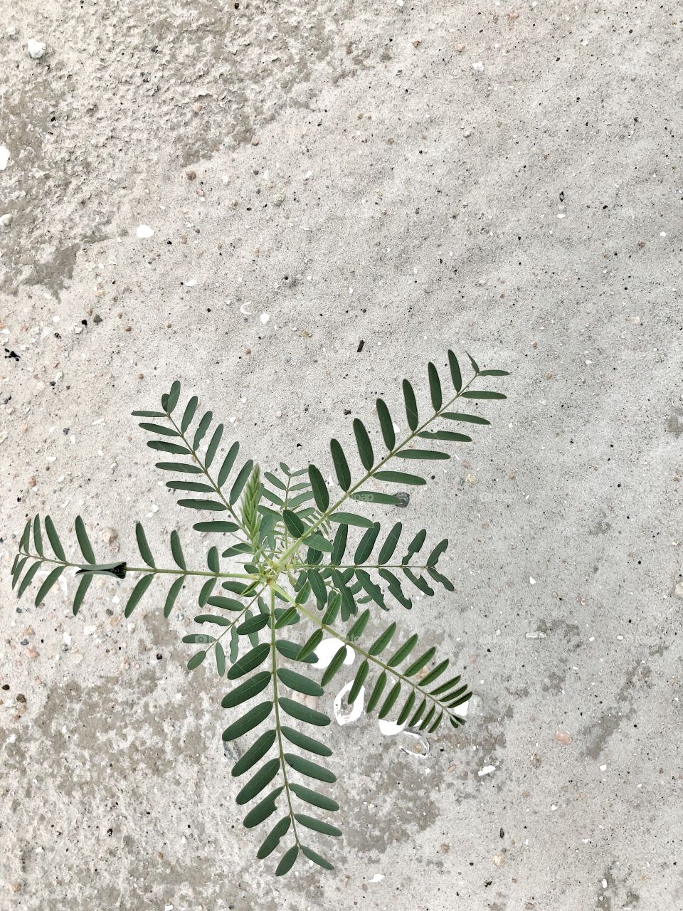 Plan view of plant on sandy terrain 