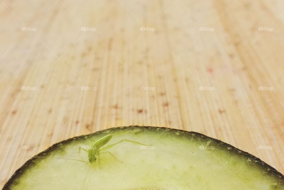 Small grasshopper on a slice of cucumber