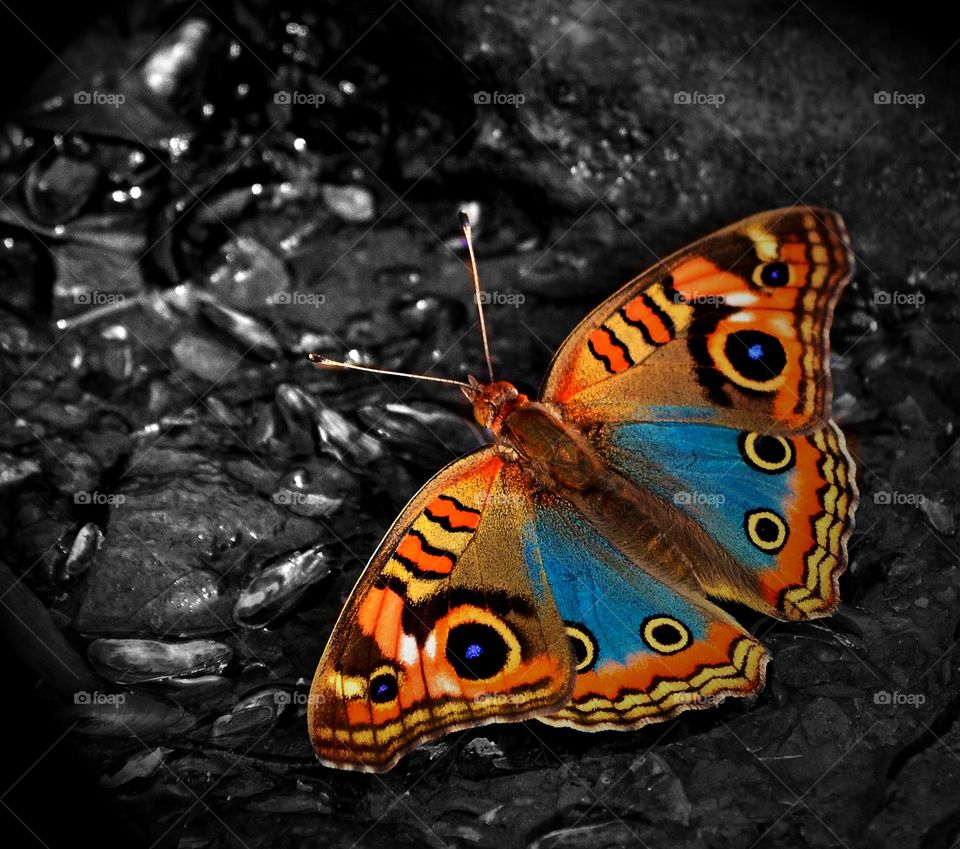 butterfly