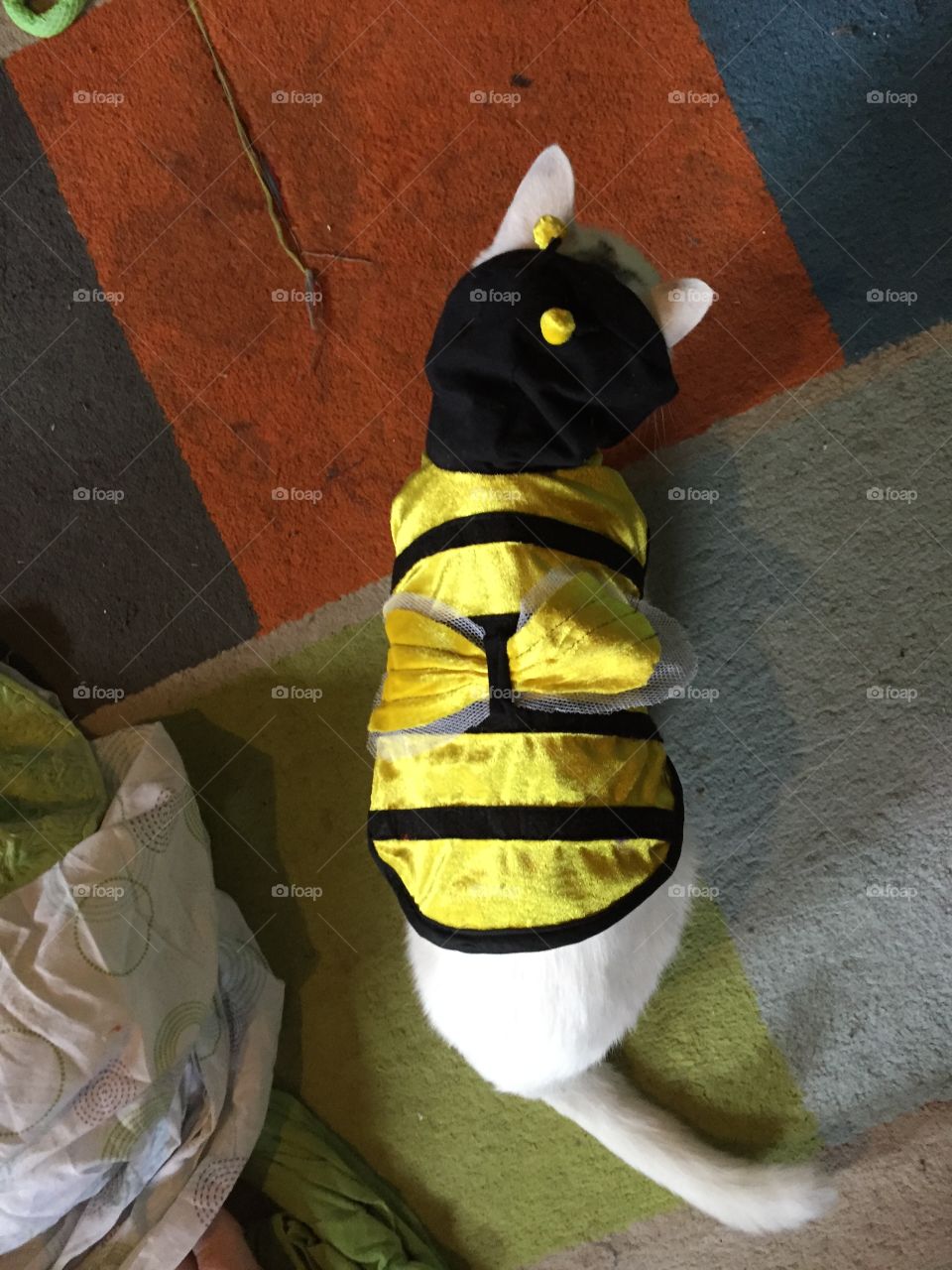 Bumble kitty 