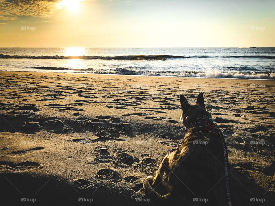 Dog watching the sunrise at the beach