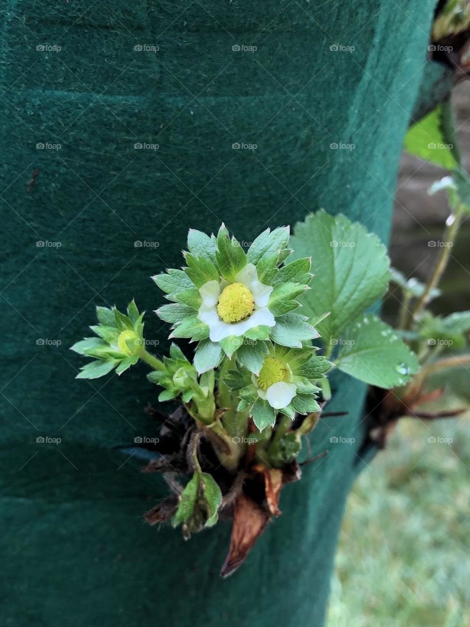 Strawberry flowers 