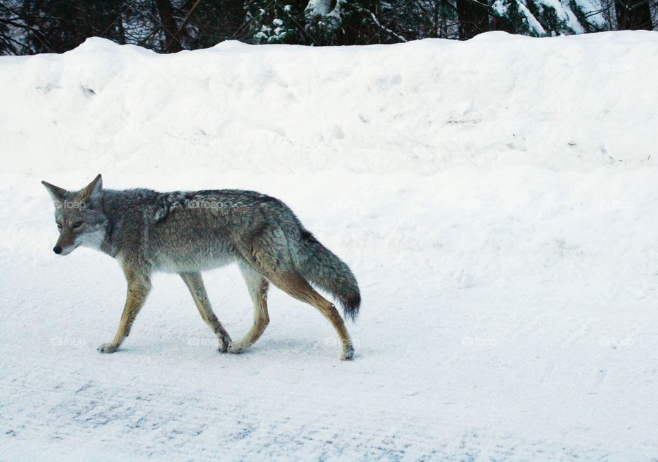 coyote on the road in winter