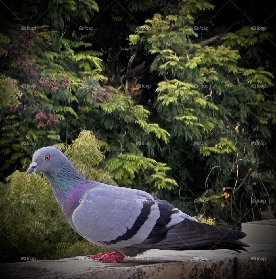 Rock Dove 