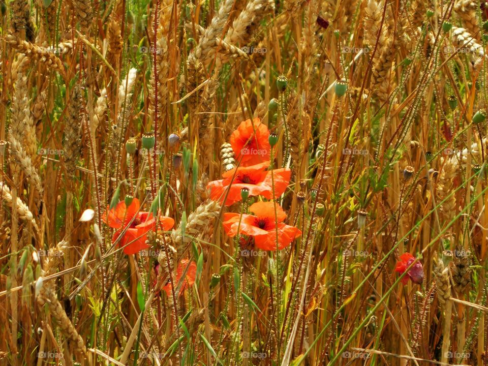 Wild Poppies