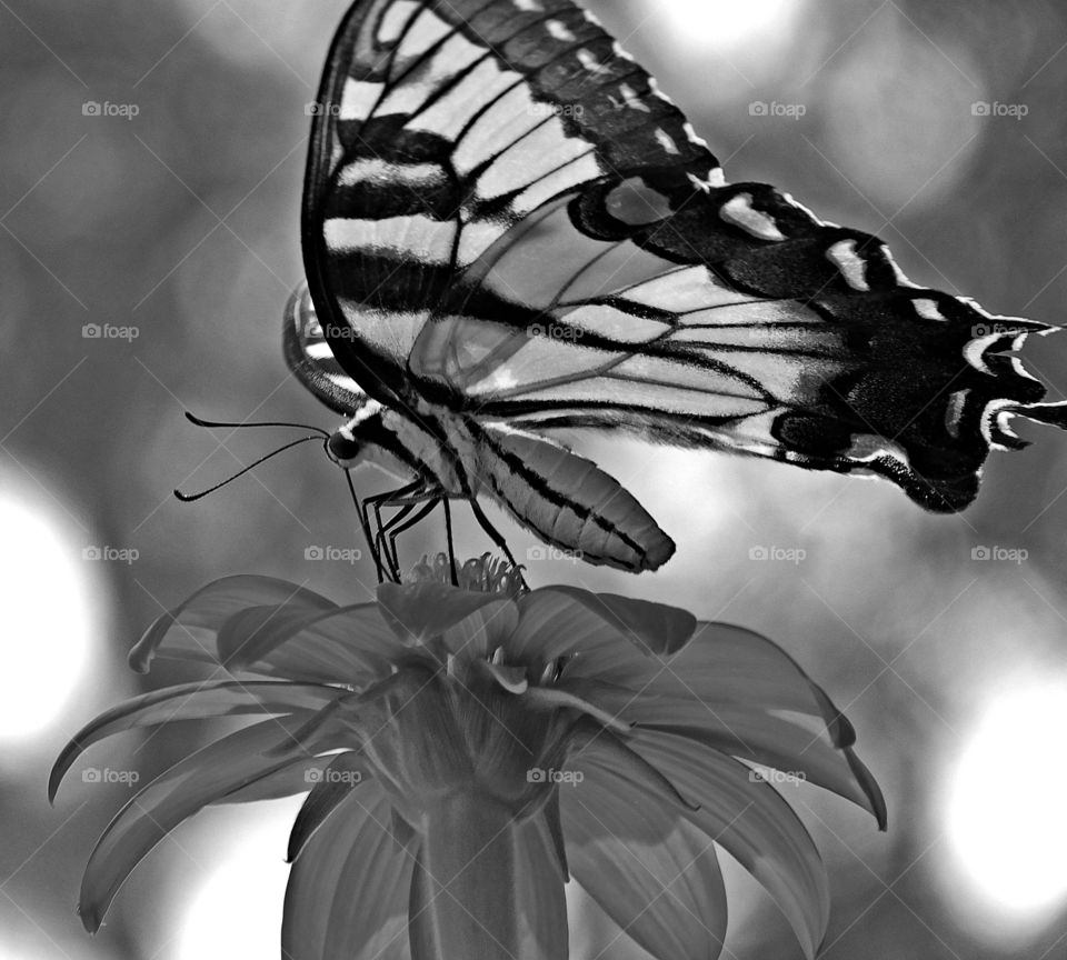 Eastern Tiger Swallowtail Butterfly: Here they get nectar from the brilliant Mexican Sunflower in my butterfly garden!