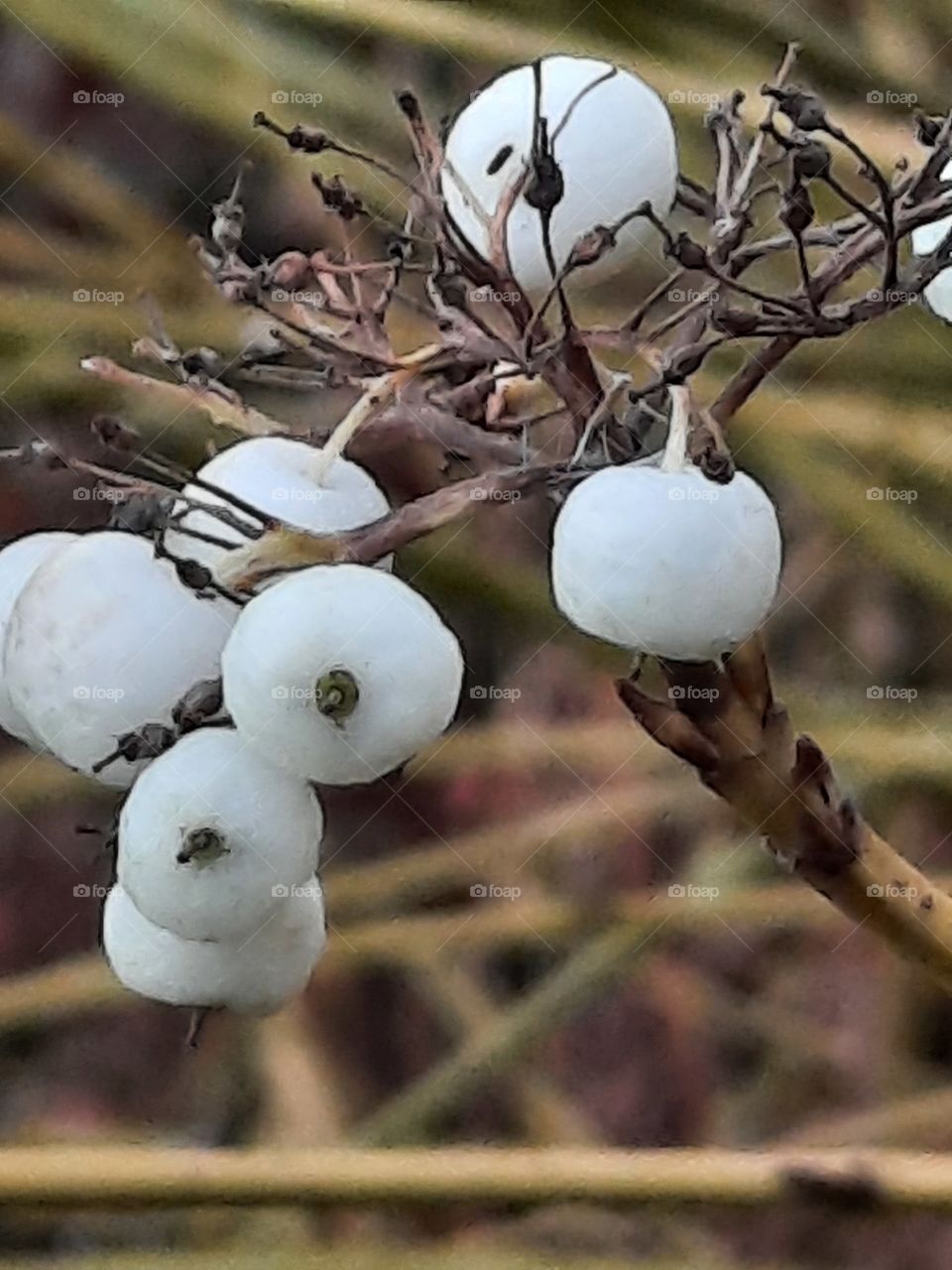 autumn garden fruits - white dogwood berries