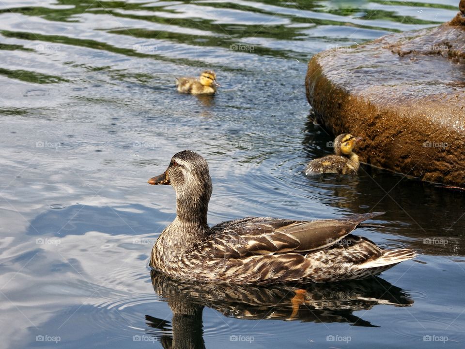 Mamma and baby ducks