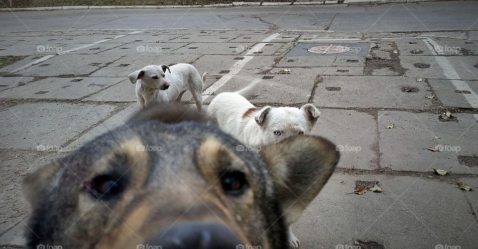 Dog selfie