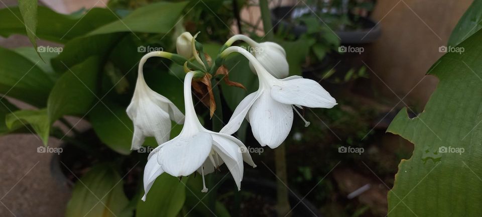 Eucharis amazonica is a species of flowering plant in the family Amaryllidaceae