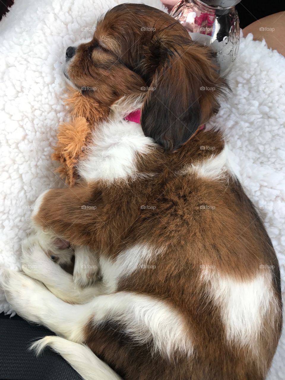 Cavalier King Charles Puppy Sleeping 