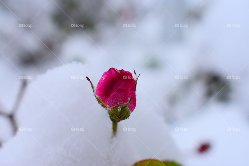 This is a winter picture with a single rose still alive and it's color pops against the white blanket around it.