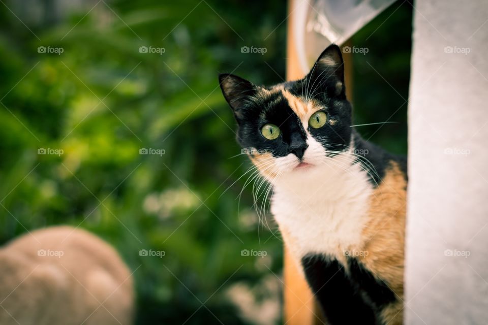 Surprised cat. Funny shot of a cat looking surprised and perplexed straight into the camera.