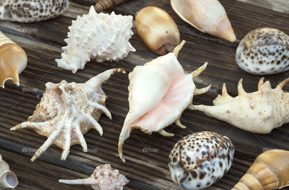 A variety of seashells on a wet wooden background.