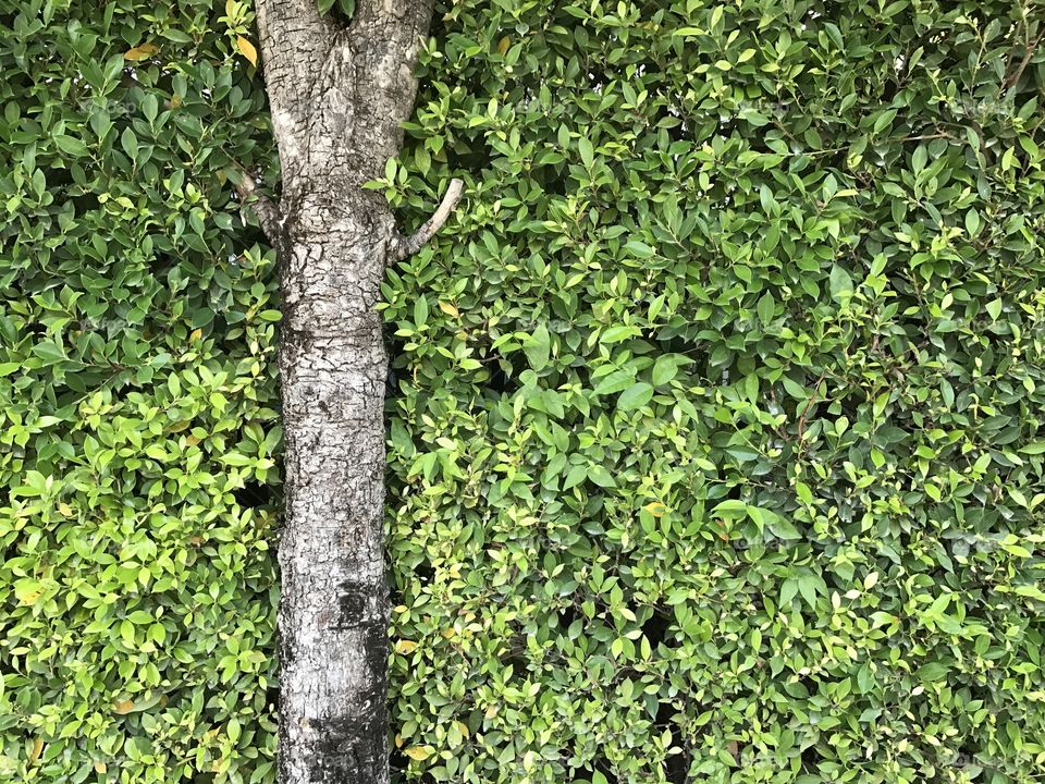 Old tree trunk on fresh green leaf background