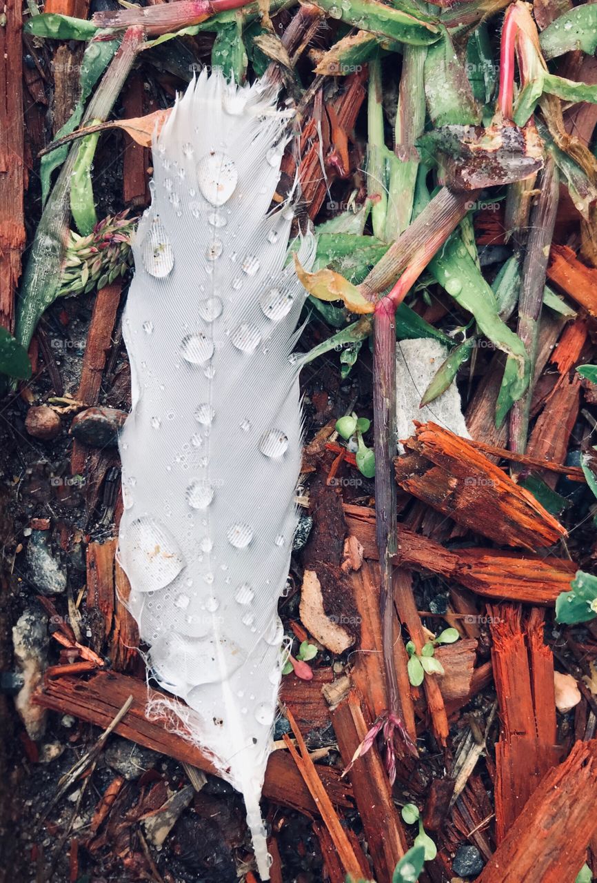 White feather with raindrops