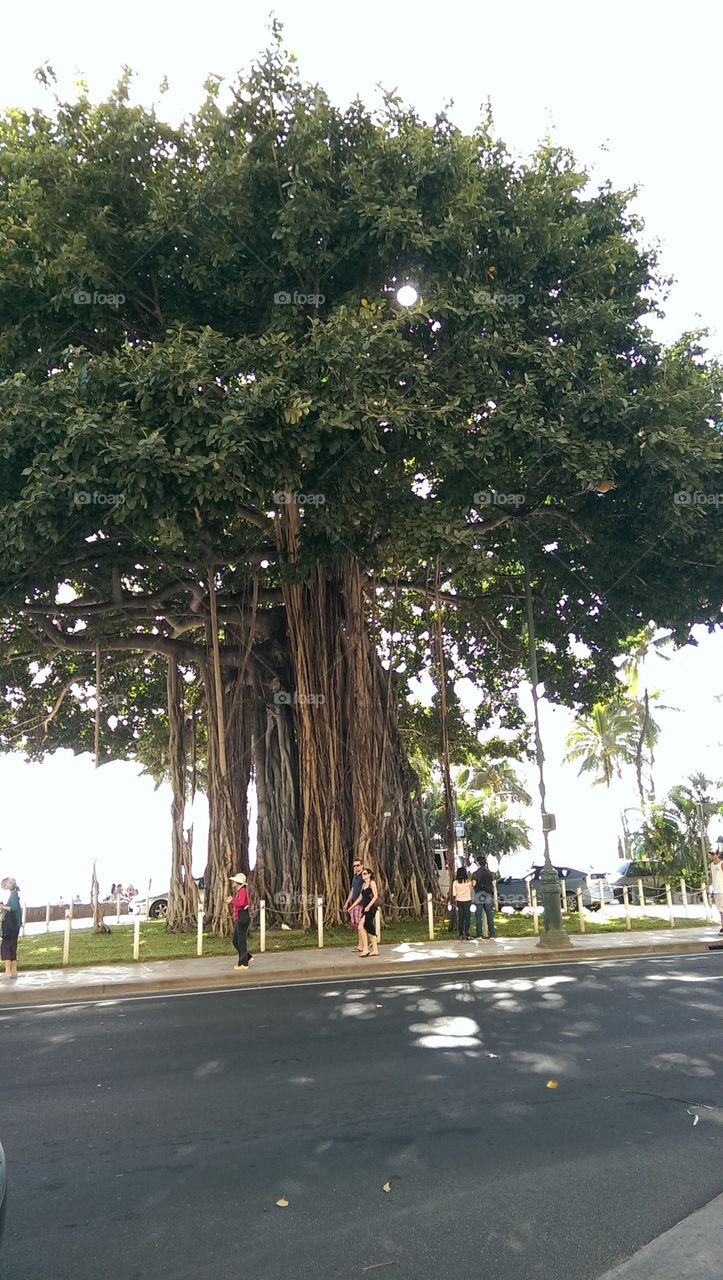 Waikiki tree