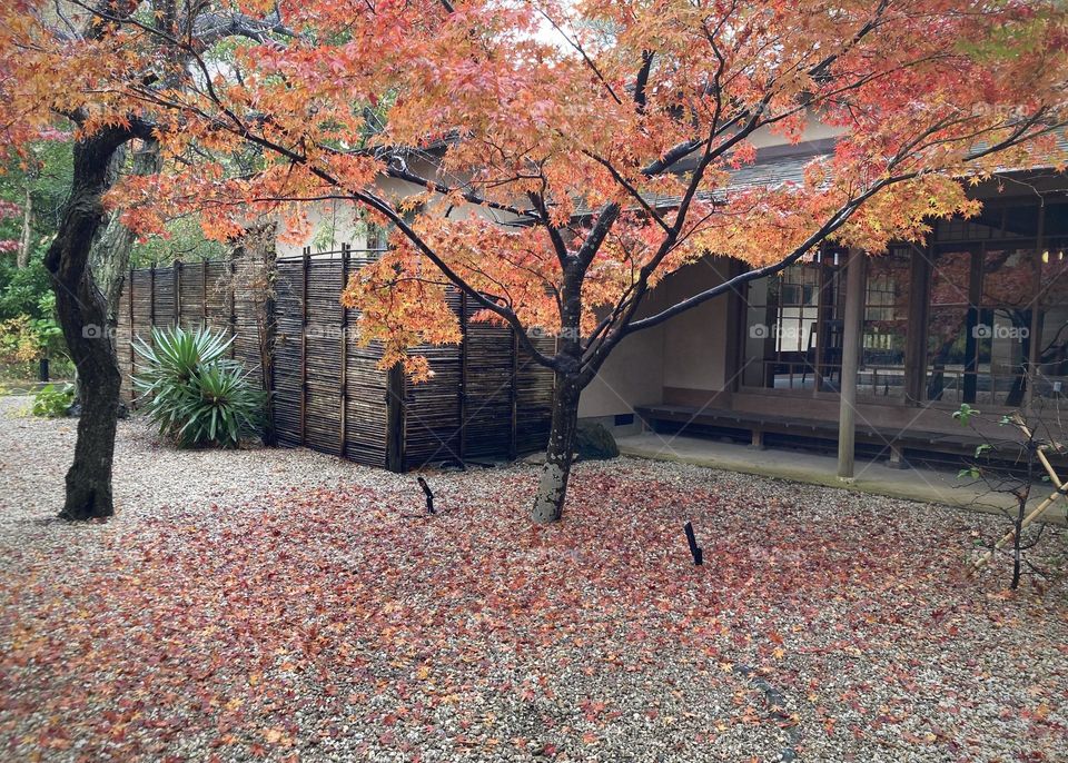 Maple tree in December 