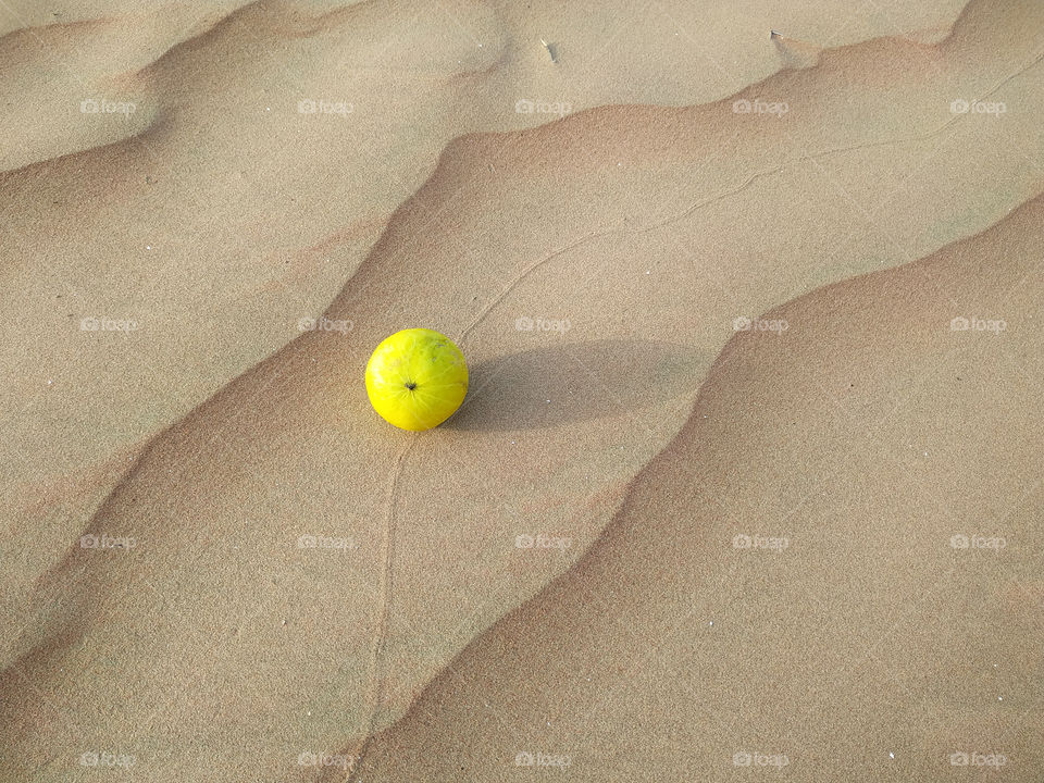 A colocynth on sand dune