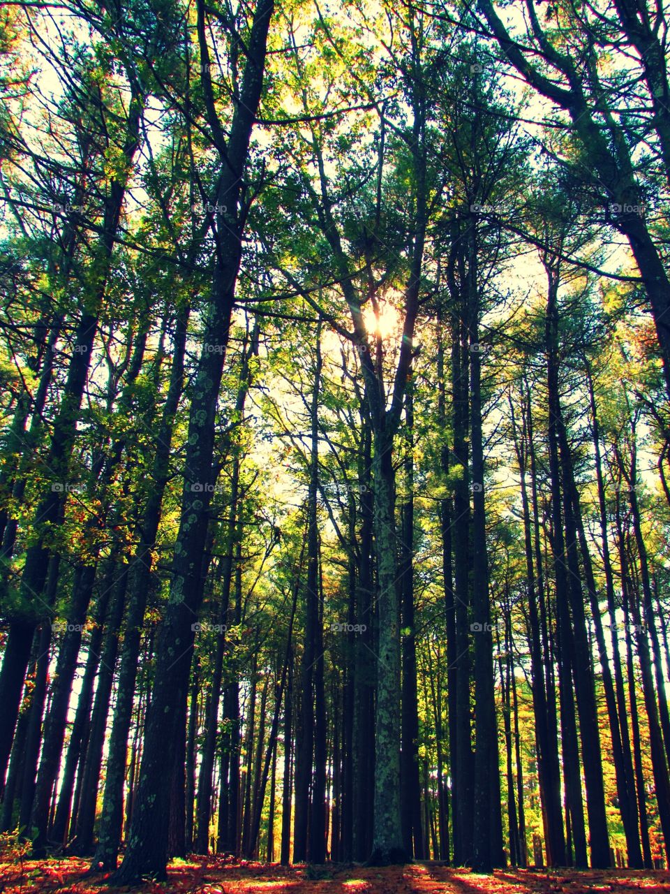 Forest, woods, fog, morning , trees