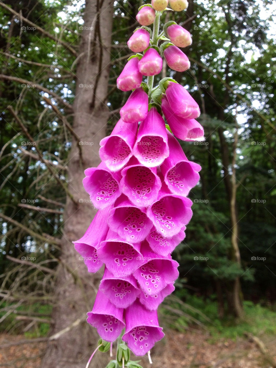 pink flower fingerhut by pedrospics