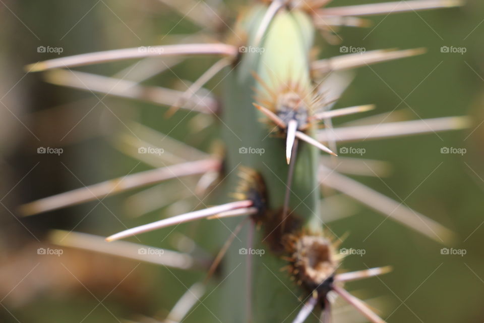 Cactus