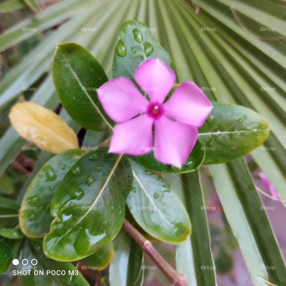 green leaves and beautiful flower.