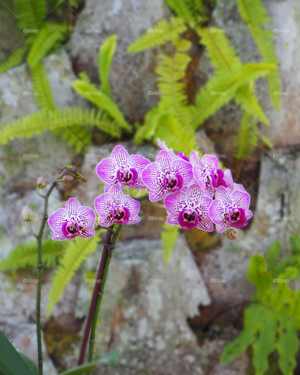 Orchids and ferns