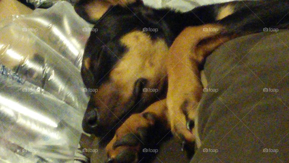 Cute picture of sleeping German shepherd