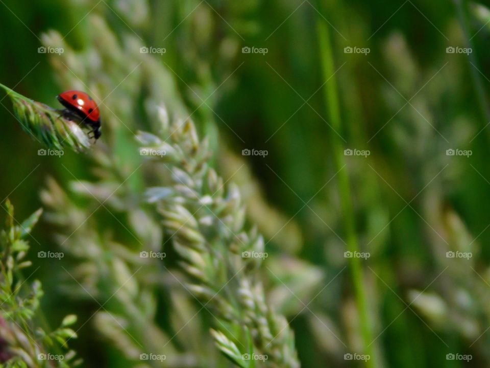 Ladybug enjoying the view