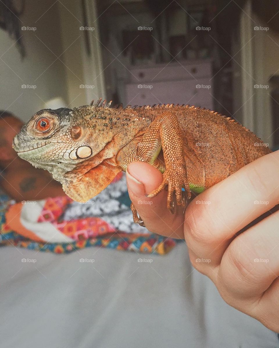 One of my many pets, Drogon the baby iguana. 