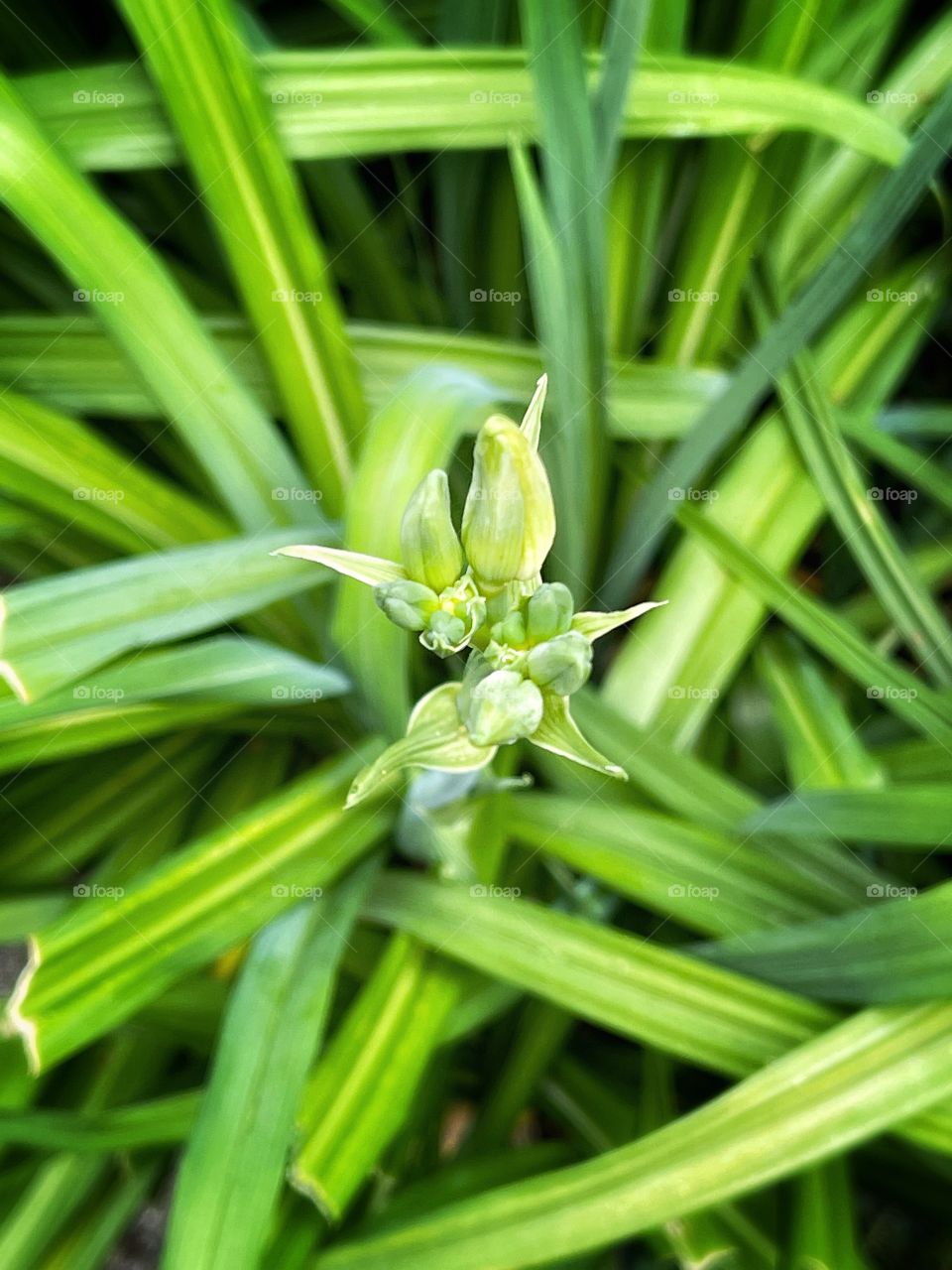 Lily Flower Buds