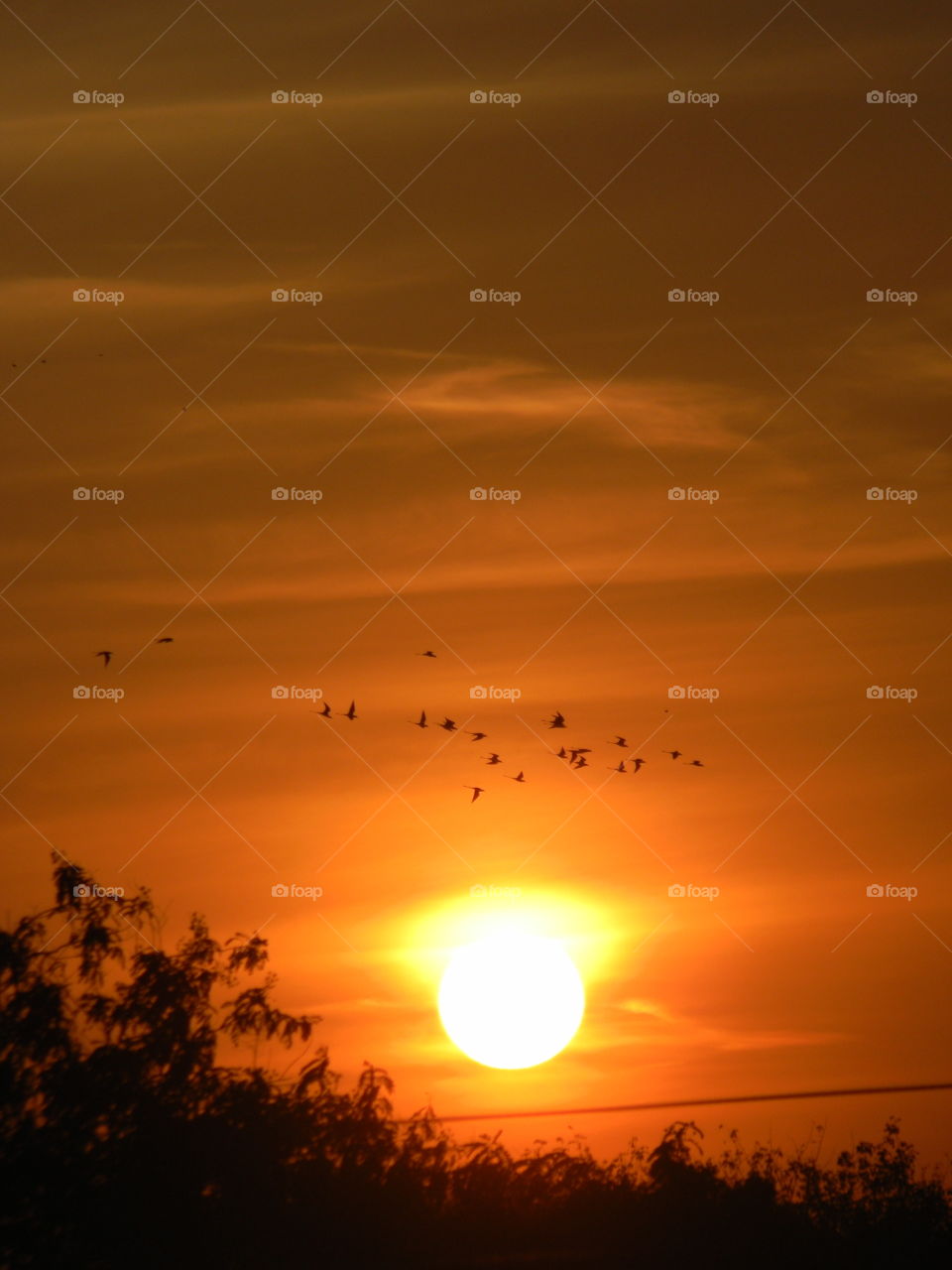 Beautiful sky with setting Sun filled with flying birds hustling to reach in their nests before comes the frightening night.📸