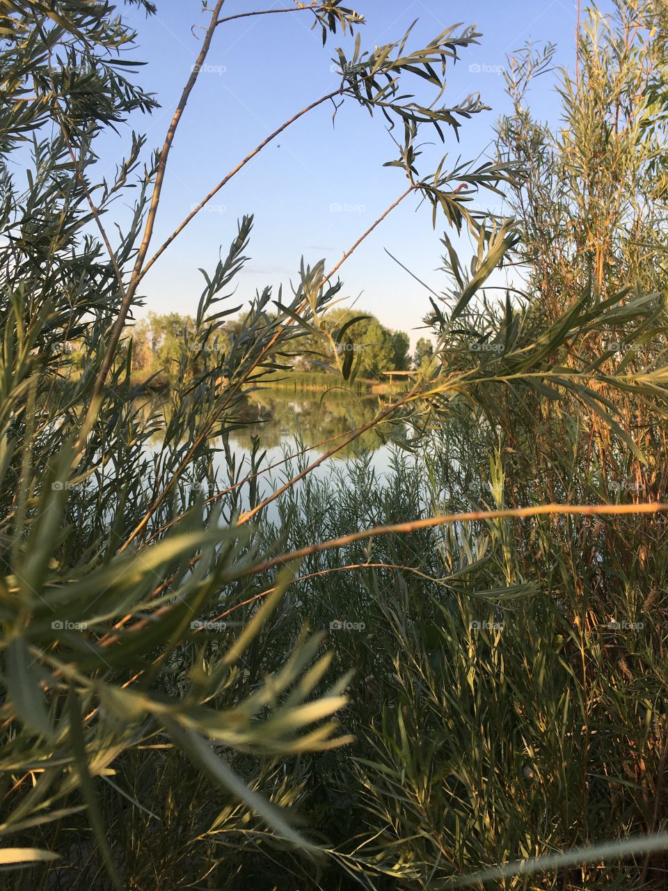 A calm lake viewed through reeds, makes a perfect fishing spot.