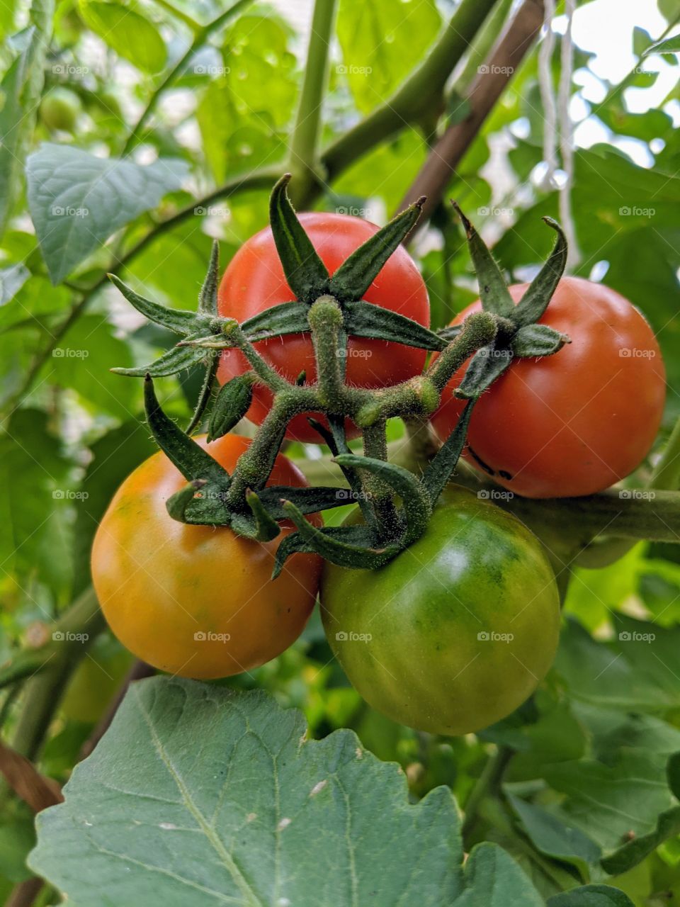 Stages of Ripening: Red, Orange, and Green Tomatoes on the vine