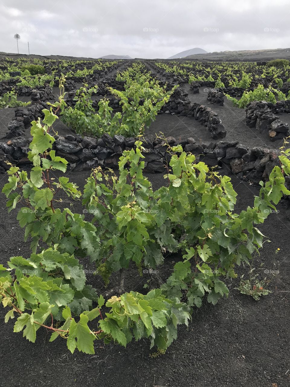 Lanzarote Spain volcano landscape vineyard 