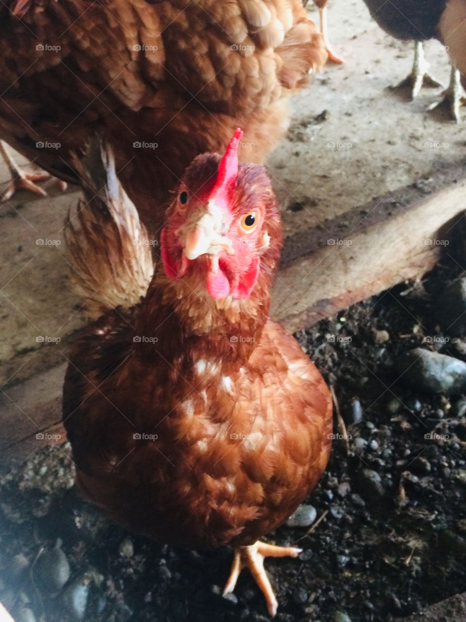 One chicken who is interested in the camera. 